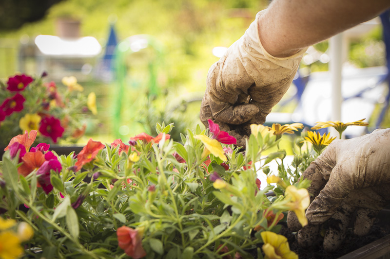 Waldhaus Bettmeralp Sommer